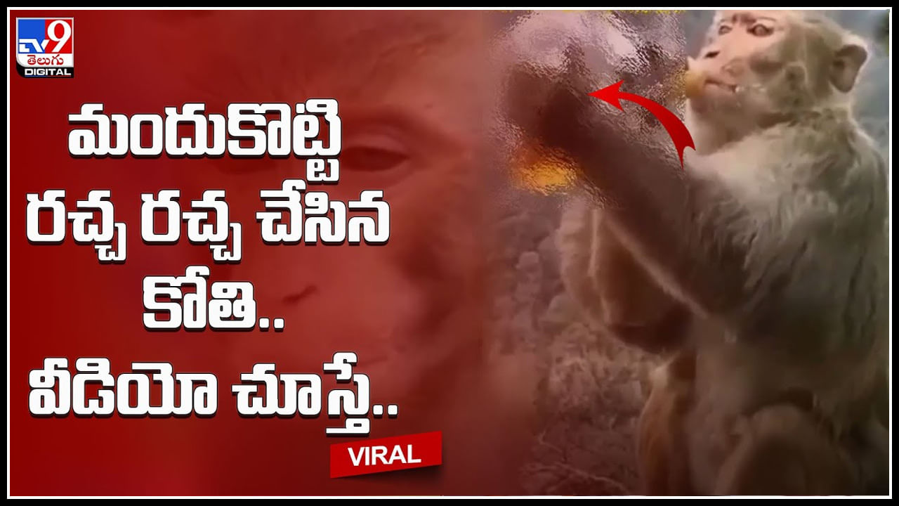 Monkey Viral Video: మందుకొట్టి రోడ్డుపైకి వచ్చి రచ్చ రచ్చ చేసిన కోతి బావ.. వీడియో చూస్తే షాకే..