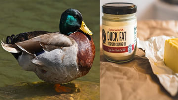Duck Fat Benefits: ఆ దేశంలో మహిళల స్పెషాలిటీ బాతు నుంచి నూనె తీయడం.. అత్యంత ఖరీదైన ఈ నూనెతో ఆరోగ్య ప్రయోజనాలు ఎన్నో..