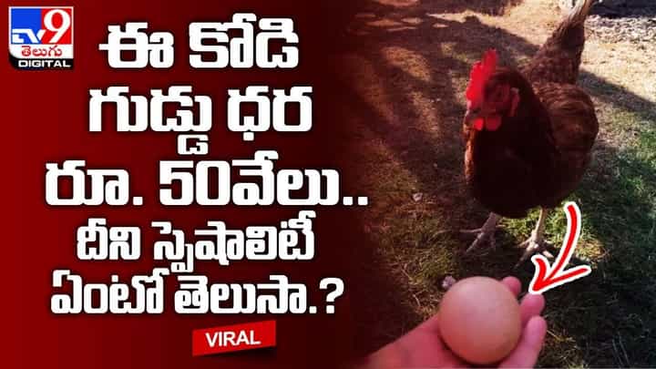 ఈ కోడి గుడ్డు ధర రూ. 50వేలు !! దీని స్పెషాలిటీ ఏంటో తెలుసా ?? ఈ కోడి గుడ్డు ధర రూ. 50వేలు !! దీని స్పెషాలిటీ ఏంటో తెలుసా ??