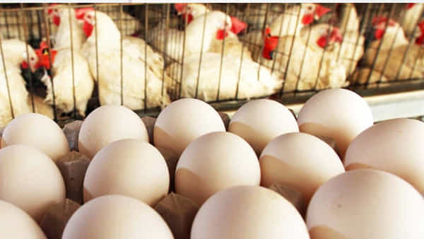 Chicken: అక్కడ కిలో చికెన్ రూ.1200, ఒక కోడి గుడ్డు రూ.62.. భవిష్యత్తులో మరింత పెరగనున్న ధరలు.. ఎక్కడో తెలుసా..