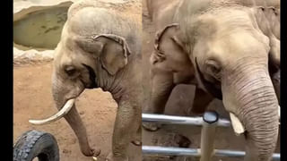 Viral: సమాధులను తవ్వి.. మృతదేహాలను వెలికితీస్తోన్న ప్రజలు.. ఎందుకో తెలిస్తే ప్యాక్ అవ్వాల్సిందే!