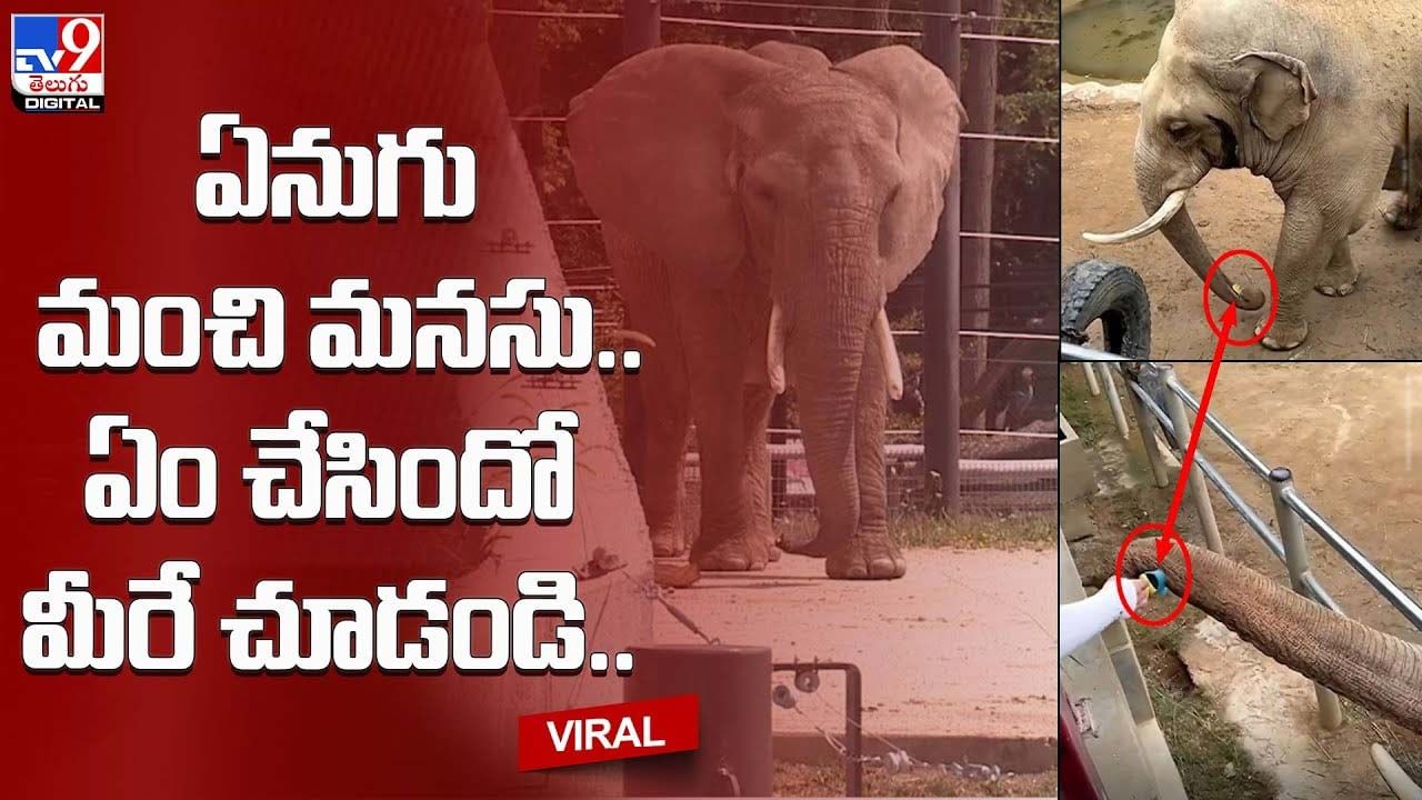 Viral Video: ఏనుగు మంచి మనసు.. వీడియో చూస్తే మీరు అదే అంటారు