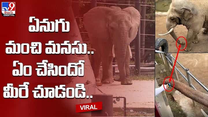 Viral Video: ఏనుగు మంచి మనసు.. వీడియో చూస్తే మీరు అదే అంటారు Viral Video: ఏనుగు మంచి మనసు.. వీడియో చూస్తే మీరు అదే అంటారు