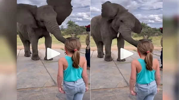 Viral Video: చిన్నారితో జతకట్టి అదిరిపోయే డ్యాన్స్ చేసిన ఏనుగు.. వీడియో చూసి ఫిదా అవ్వాల్సిందే..!
