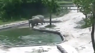 Monster fish: జాలరి వలకు చిక్కిన అరుదైన చేప.. నెట్టింట వైరల్‌ అవుతున్న టైగర్‌ మస్కీ ఫిష్‌..