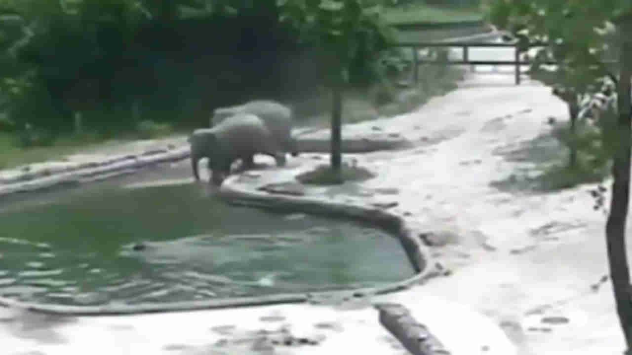 Viral Video: కొలనులో పడిన పిల్ల ఏనుగు.. ప్రాణాలకు తెగించి కాపాడిన ఏనుగులు.. ఫిదా అవుతోన్న నెటిజన్స్