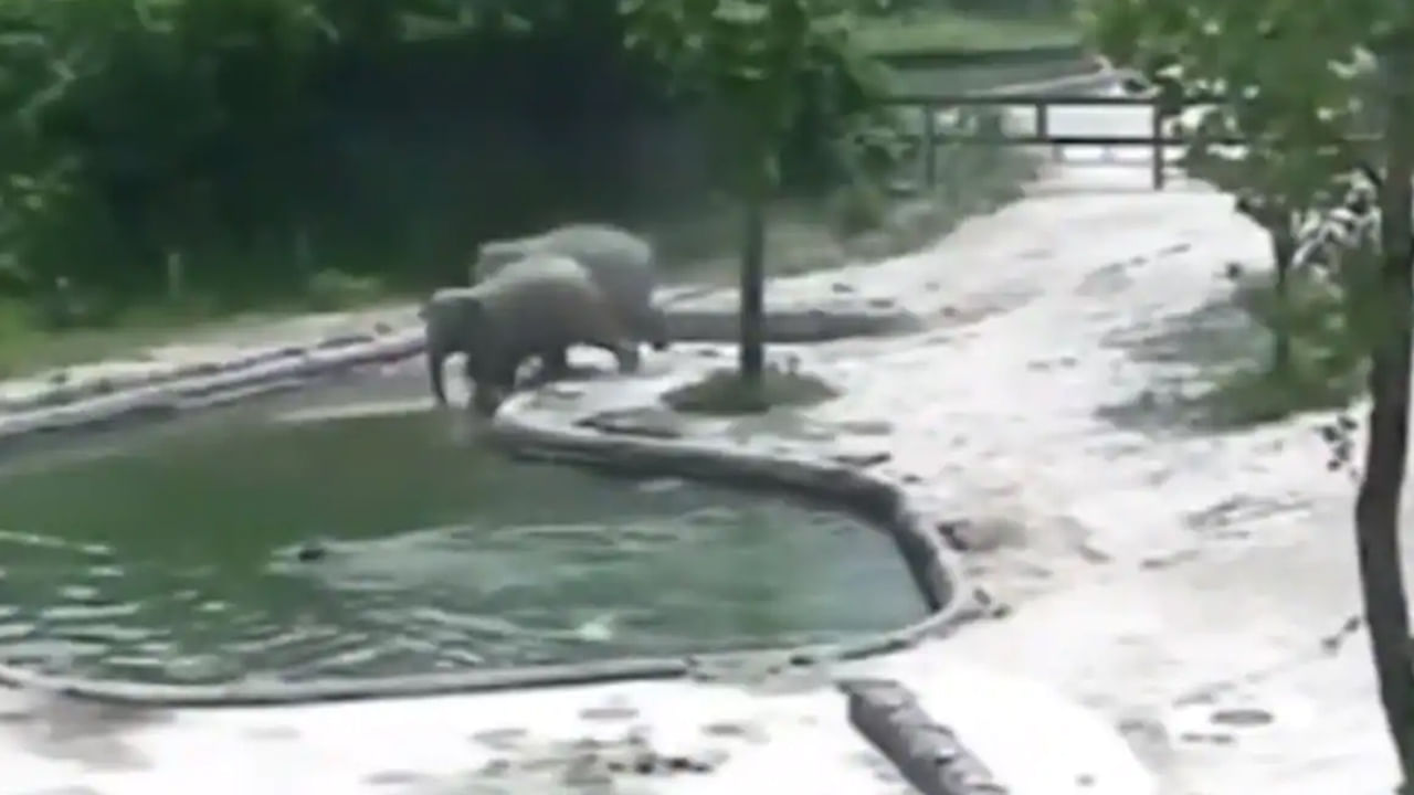 Viral Video: కొలనులో పడిన పిల్ల ఏనుగు.. ప్రాణాలకు తెగించి కాపాడిన ఏనుగులు.. ఫిదా అవుతోన్న నెటిజన్స్