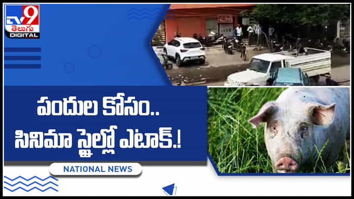 Fight For Pigs: పందుల కోసం.. సినిమా స్టైల్లో ఎటాక్.! ఓ రేంజ్ లో వైరల్ అవుతున్న వీడియో.. Fight For Pigs: పందుల కోసం.. సినిమా స్టైల్లో ఎటాక్.! ఓ రేంజ్ లో వైరల్ అవుతున్న వీడియో..