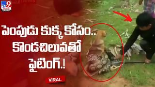 Viral: ఆలయంలో అద్భుతం !! శివలింగాన్ని చుట్టుకుని పాలు తాగిన పాము !!