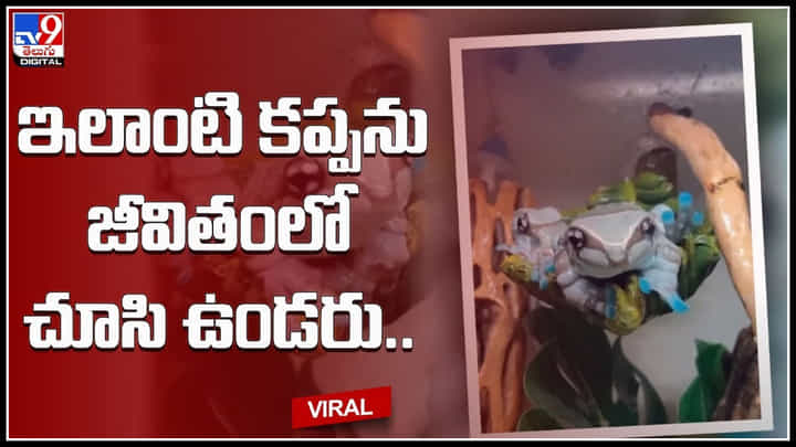 Milk Frog: ఇలాంటి కప్ప నెవ్వర్ బిఫోర్..ఎవ్వర్ ఆఫ్టర్.. నెట్టింట వైరల్ అవుతున్న మిల్కీ ఫ్రాగ్ వీడియో.. Milk Frog: ఇలాంటి కప్ప నెవ్వర్ బిఫోర్..ఎవ్వర్ ఆఫ్టర్.. నెట్టింట వైరల్ అవుతున్న మిల్కీ ఫ్రాగ్ వీడియో..