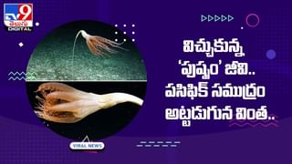 వలకు దొరికిన తోడేలు చేప.. ఎంత భయంకరంగా ఉందో చూడండి