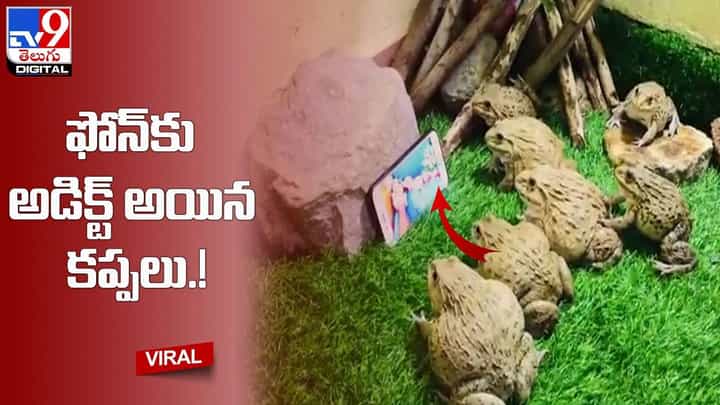 ఫోన్కు బానిసలు అయిన కప్పలు !! వీడియో చూస్తే మైండ్ బ్లాంకే ఫోన్కు బానిసలు అయిన కప్పలు !! వీడియో చూస్తే మైండ్ బ్లాంకే