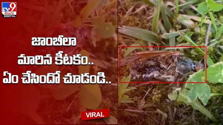 Viral: జాంబీలా మారిన కీటకం !! ఏం చేసిందో చూడండి ?? Viral: జాంబీలా మారిన కీటకం !! ఏం చేసిందో చూడండి ??