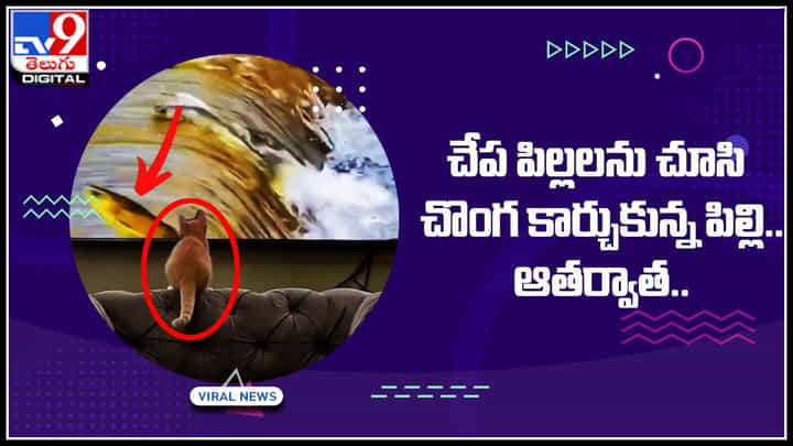 Cat - Fish: చేప పిల్లలను చూసి చొంగకార్చుకున్న పిల్లి.. ఆతర్వాత ఎం జరిగిందో మీరే చూడండి.. Cat - Fish: చేప పిల్లలను చూసి చొంగకార్చుకున్న పిల్లి.. ఆతర్వాత ఎం జరిగిందో మీరే చూడండి..