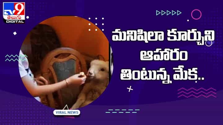 మనిషిలా కూర్చుని ఆహారం తింటున్న మేక !! నెట్టింట వీడియో వైరల్ మనిషిలా కూర్చుని ఆహారం తింటున్న మేక !! నెట్టింట వీడియో వైరల్