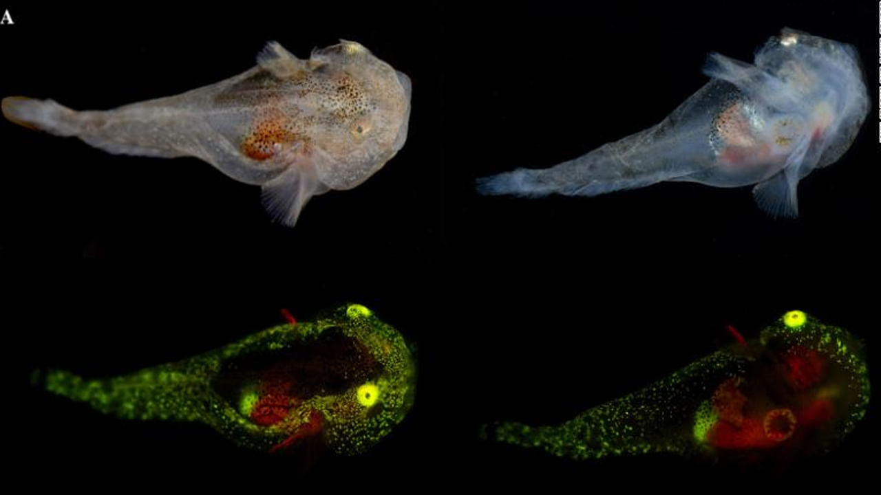 Tiny glowing fish: ఏలియన్‌ చేపలు..! గడ్డకట్టే మంచులో మెరుస్తూ శాస్త్రవేత్తలకే షాక్‌.. ఎక్కడంటే..