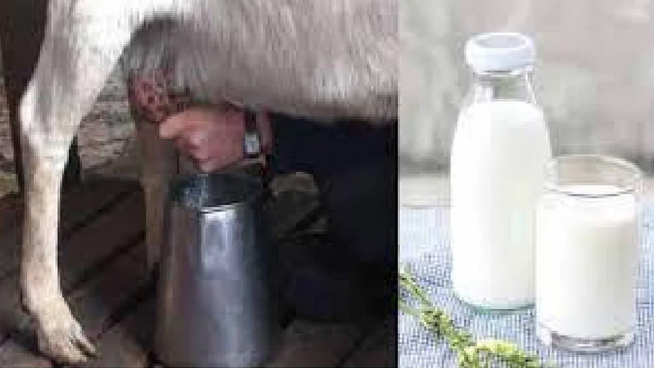 Goat Milk: ఆవుపాలు, మేక పాలు.. రెండింటిలో ఆరోగ్యానికి ఏవి మంచివో తెలుసా?
