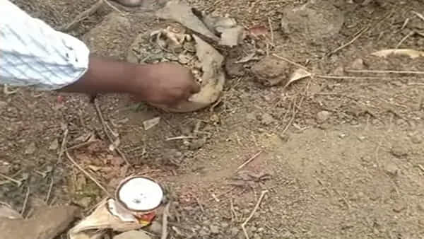 Viral: గుంతలు తవ్వుతుండగా వినిపించిన వింత శబ్దం.. ఏంటా అని చూడగా కళ్లు జిగేల్!