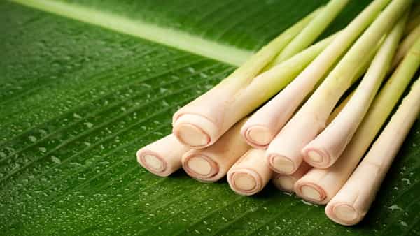 Cholesterol Control: కొలెస్ట్రాల్ను నియంత్రించడంలో ఈ గడ్డి దివ్యౌషధం.. ఎలా ఉపయోగించాలో తెలుసా..