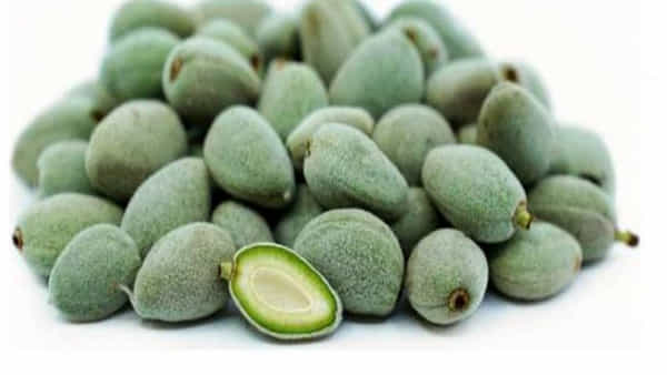 Diabetes Cure: షుగర్ లెవల్స్ కంట్రోల్లో ఉంచే ఆకుపచ్చ బాదం.. ఎప్పుడు, ఎలా తినాలి? రోజుకు ఎన్నితినాలి?