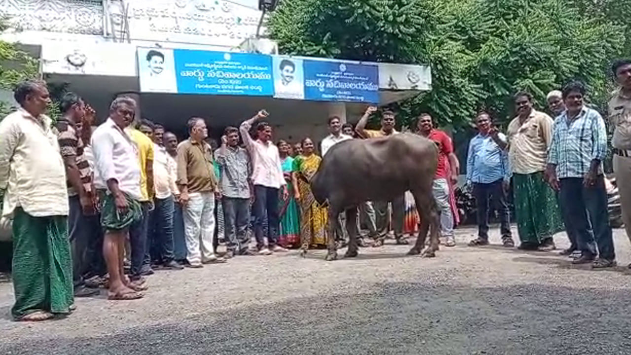 Guntur Buffaloes Issue: సచివాలయంలో గేదెల అరెస్ట్‌..! గ్రామస్తులు సిబ్బంది నడుమ వాగ్వాదం.. టెన్షన్‌లో జనాలు