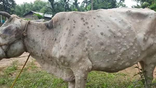 Lampi Virus: మరో కొత్త వైరస్.. జంతువులపై తీవ్ర ప్రభావం.. వేలాది ఆవులు మృతి..!