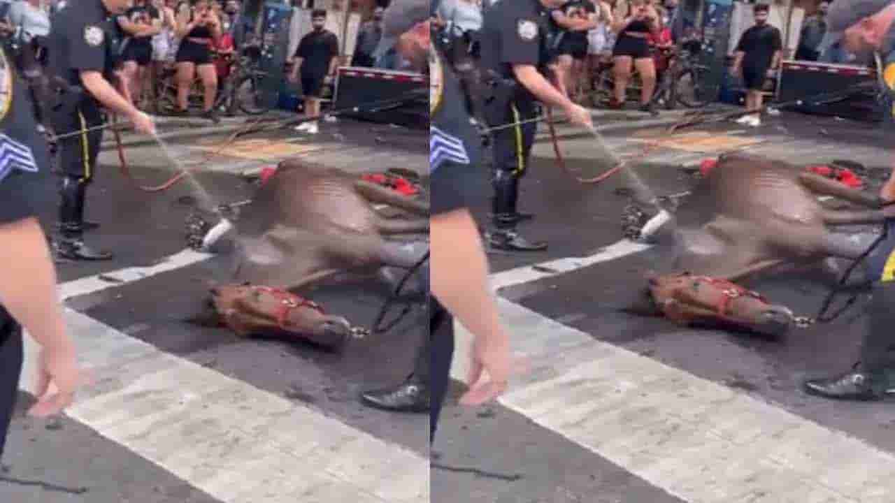 Viral Video: గుక్కెడు నీళ్ళకోసం అల్లాడి.. చివరికి రోడ్డుపైనే కుప్పకూలి.. కలచివేస్తున్న వీడియో