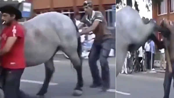 Viral Video: గుర్రంతో పరాచకాలు.. సీన్ కట్ చేస్తే ఎగిరెగిరి తన్నింది.. వీడియో చూస్తే నవ్వులే..