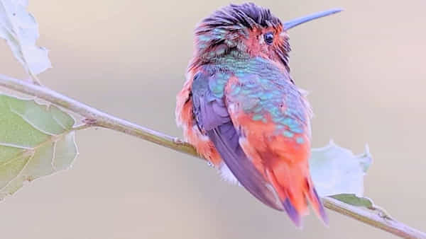 Hummingbird: రంగులు మారుస్తూ నెటిజన్లను మెస్మరైజ్ చేస్తున్న అరుదైన పక్షి.. దాని ధర రూ.28.8లక్షలు.. వైరలవుతున్న వీడియో