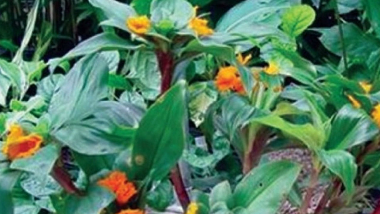 Insulin Plant Benefits ఈ మొక్క ఆకులు షుగర్ బాధితులకు దివ్యౌషధం.. రోజు