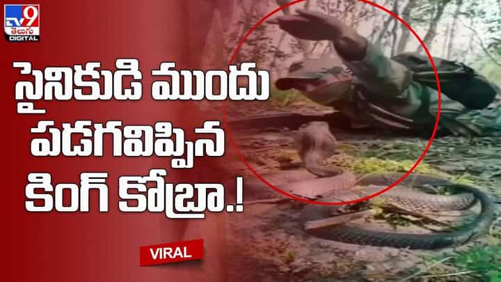 సైనికుడి ముందు పడగవిప్పిన కింగ్ కోబ్రా !! చివరికి ఏమైందంటే ?? సైనికుడి ముందు పడగవిప్పిన కింగ్ కోబ్రా !! చివరికి ఏమైందంటే ??