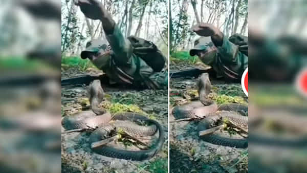 Viral Video: యుద్ధంలో హఠాత్తుగా సైనికుడి ముందు ప్రత్యక్షమైన భారీ కింగ్ కోబ్రా..ఆ తర్వాత ఏం జరిగిందో చూస్తే షాక్ అవుతారు..