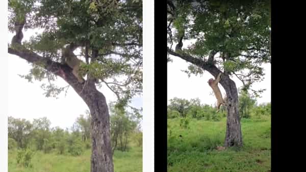 Viral Video: వేటాడేందుకు చెట్టెక్కిన సింహం.. కట్ చేస్తే షాకింగ్ సీన్.. నెట్టింట వైరల్ వీడియో..