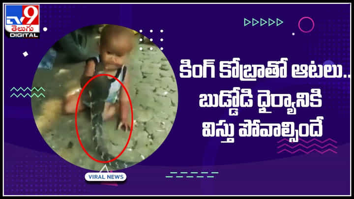 Boy - King Cobra: కింగ్ కోబ్రాతో ఆటలేంట్రా.. బుడ్డోడి ధైర్యానికి విస్తు పోవాల్సిందే.. ట్రెండ్ అవుతున్న వీడియో.. Boy - King Cobra: కింగ్ కోబ్రాతో ఆటలేంట్రా.. బుడ్డోడి ధైర్యానికి విస్తు పోవాల్సిందే.. ట్రెండ్ అవుతున్న వీడియో..