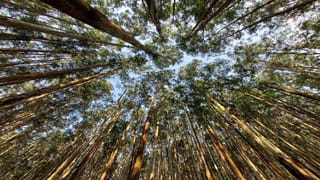 Viral Video: రోజుకో వివాదం‌లో స్పైస్‌జెట్ ఎయిర్‌లైన్స్.. విమానంలో సిగరెట్ తాగిన బాడీ బిల్డర్