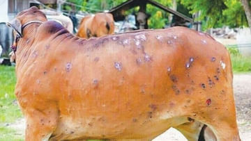Lumpy Skin Disease: ఆ రాష్ట్రాలను వణికిస్తున్న లంపీ స్కిన్‌ వైరస్‌.. వేల సంఖ్యలో పశువుల మృత్యువాత..