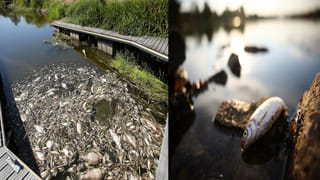 Afghanistan: శాంతియుత నిరసనపై హింసాత్మక దాడి.. మహిళలపై తాలిబన్ల దౌర్జన్యం.. వెంబడించి మరీ..