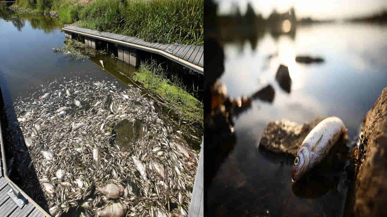 Viral Video: విషంగా మారిన నది నీళ్లు.. టన్నుల కొద్ది చేపలు మృత్యువాత.. షాకింగ్ వీడియో..