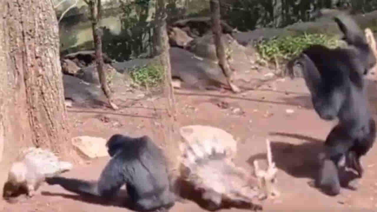 Viral Video: అట్లుంటది మనతోని.. ముళ్లపందికి చుక్కలు చూపించిన కోతి..