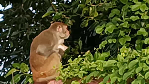 Viral Video:జయశంకర్ భూపాలపల్లి జిల్లాలో వింత సంఘటన.. స్నేహమంటే ఇదేరా అంటున్న కోతి, పిల్లి