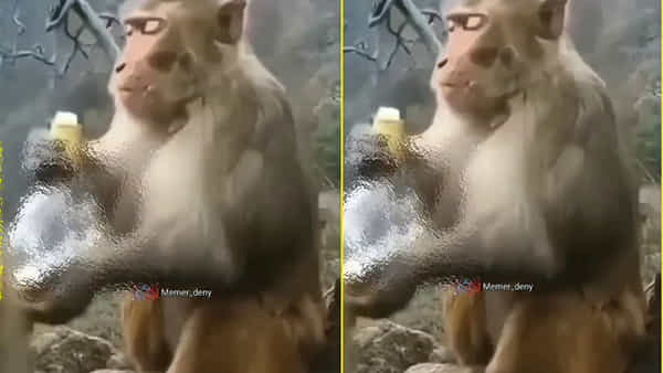 Viral Video: ఖరీదైన లిక్కర్ కొడుతున్న కోతి.. ఆపై కారెక్కి రచ్చ రచ్చ చేసింది.. వీడియో చూస్తే అవాక్కే!