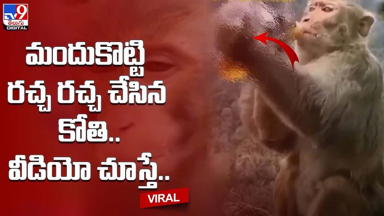 Viral Video: మందుకొట్టి రచ్చ రచ్చ చేసిన కోతి.. వీడియో చూస్తే..