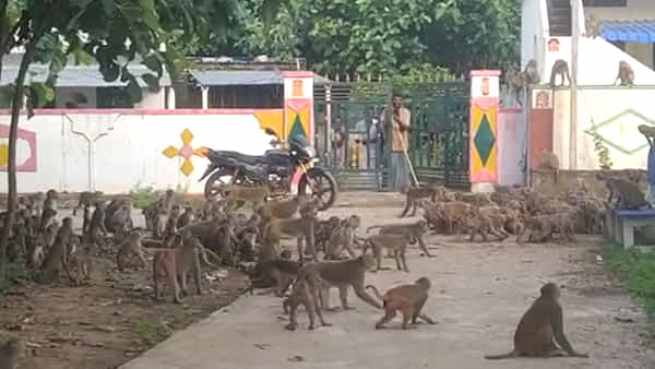 Viral Video: బాహుబలి యుద్ధాన్ని మించిన కోతుల యుద్ధం.. వందలాది వానరాలు ఒకేసారిగా..!