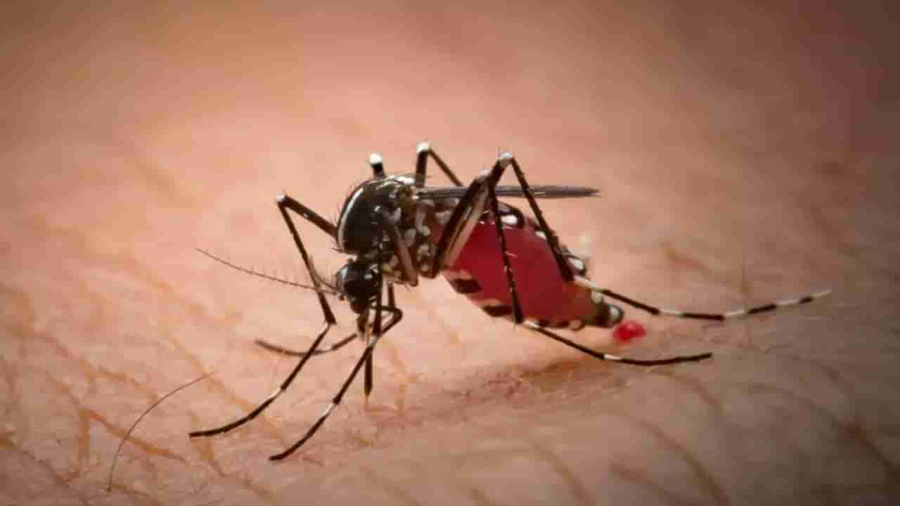 Mosquitoes Bite: ఈ బ్లడ్‌ గ్రూప్‌ వారినే దోమలు ఎక్కువగా కుడుతాయట! ఎందుకో తెలుసా..