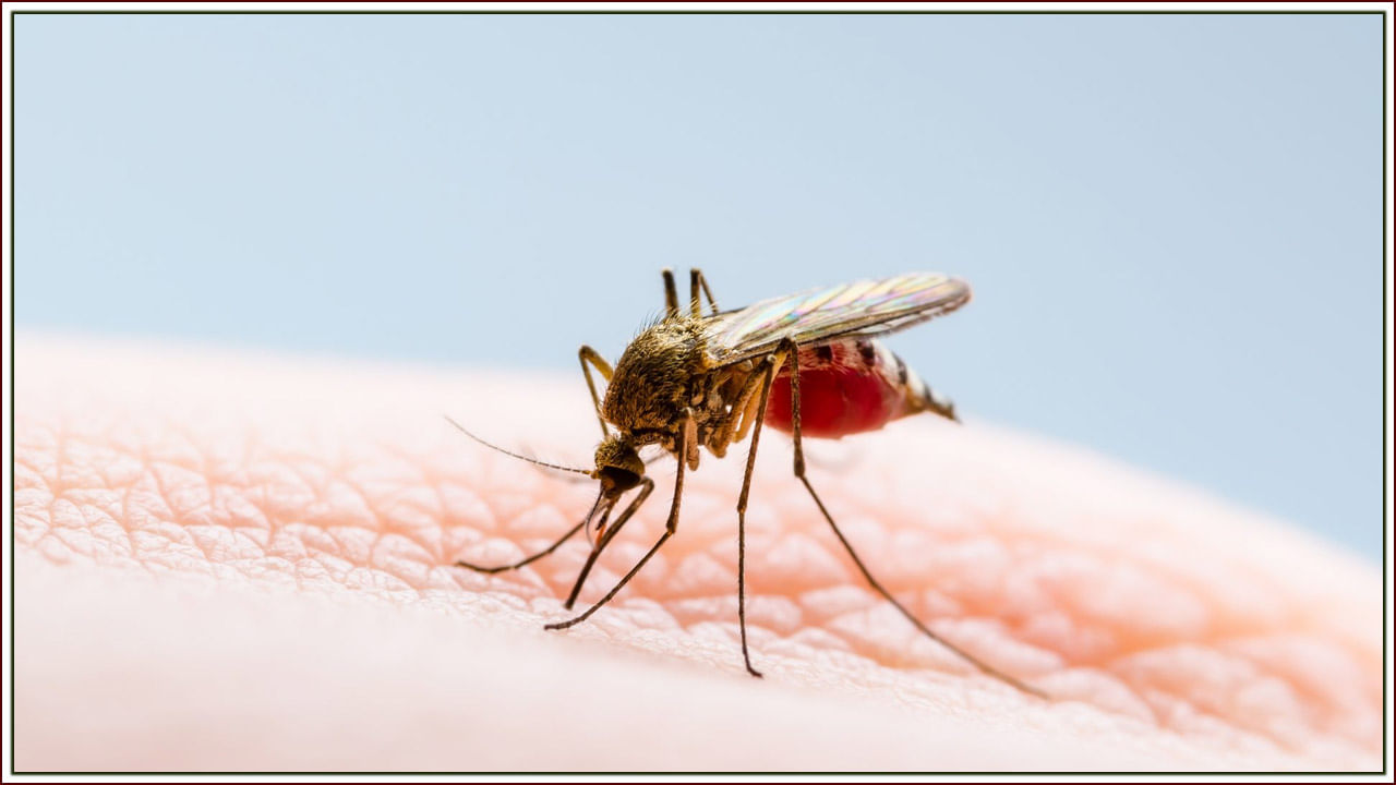 Malaria: వంటింట్లోని సుగంధ ద్రవ్యాలు మలేరియాకు దివ్యౌషధాలు.. ఎలా తయారు చేయాలో తెలుసా..