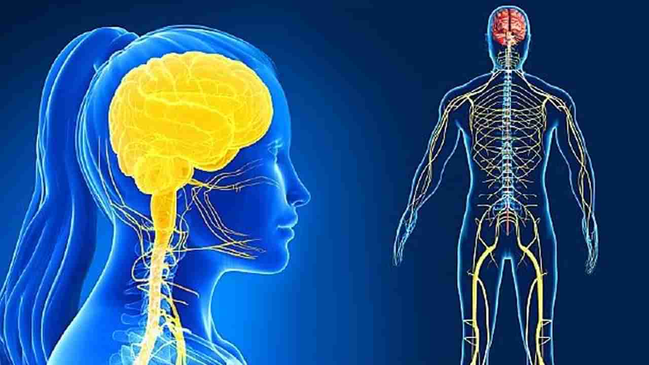 Nervous System: నరాల బలహీనత ఉన్న వారు ఖ‌చ్చితంగా ఈ డ్రై ఫ్రూట్స్ తినండి.. అద్భుతం జరుగుతుంది.. అవేంటంటే..