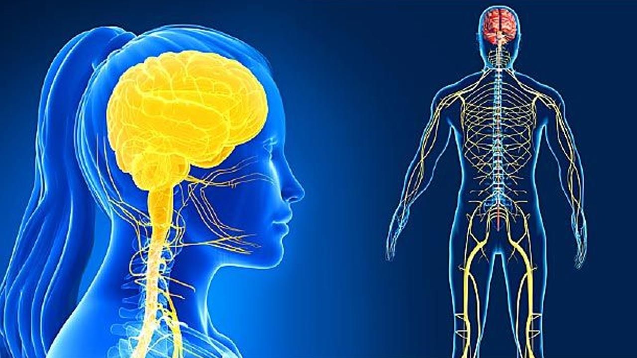 Nervous System: నరాల బలహీనత ఉన్న వారు ఖ‌చ్చితంగా ఈ డ్రై ఫ్రూట్స్ తినండి.. అద్భుతం జరుగుతుంది.. అవేంటంటే..