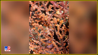 Watch Video: ఏమన్నా క్యాచ్ పట్టినవా బ్రో.. బ్యాట్స్‌మెన్‌కే దిమ్మ తిరిగిందిగా.. నెట్టింట వైరల్ వీడియో..