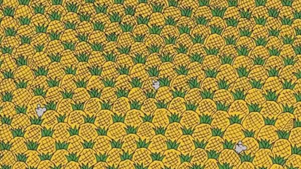 Optical Illusion: మీ పరిశీలన శక్తికి పరీక్ష.. అనాసపండ్లలో దాగున్న 4 మొక్కజొన్న పొత్తులను 22 సెకండ్లలో కనుక్కోండి..