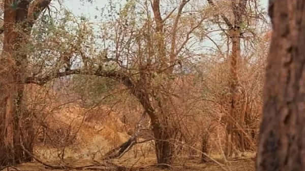 Optical Illusion: ఆరు సెకన్లే టైం.. ఈ చిత్రంలో జిరాఫీ మిమ్మల్నే చూస్తుంది.. కనిపెట్టండి చూద్దాం..